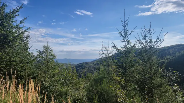 Spruce-Framed Blue Ridges