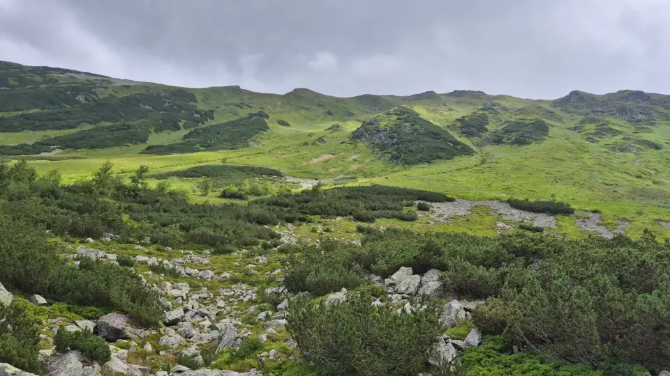 Pine and Scree Slope