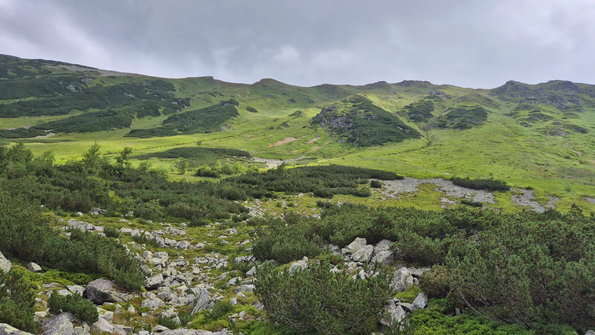 Pine and Scree Slope
