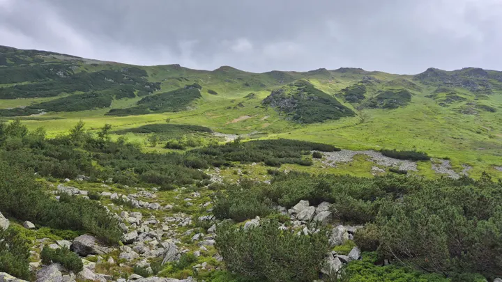 Pine and Scree Slope