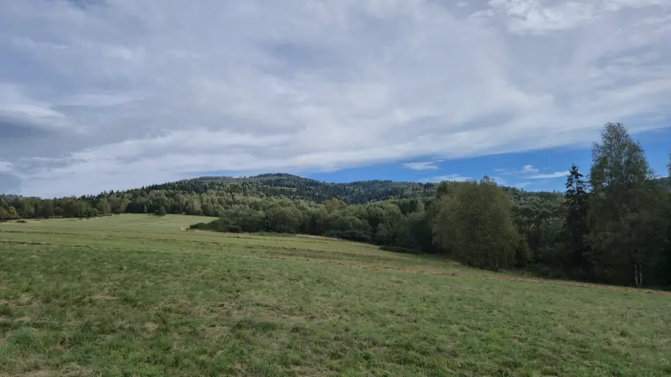 Birch and Meadow Under Soft Cloud