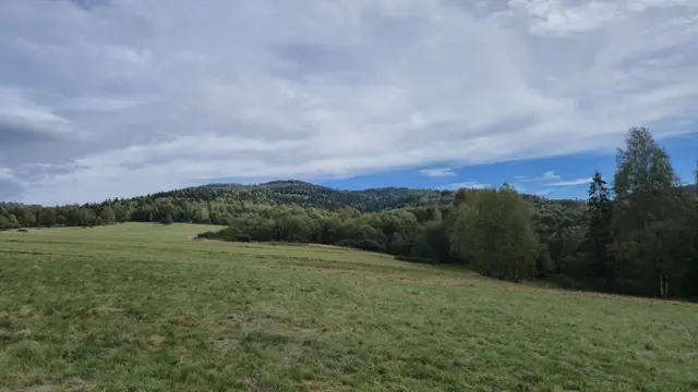 Birch and Meadow Under Soft Cloud