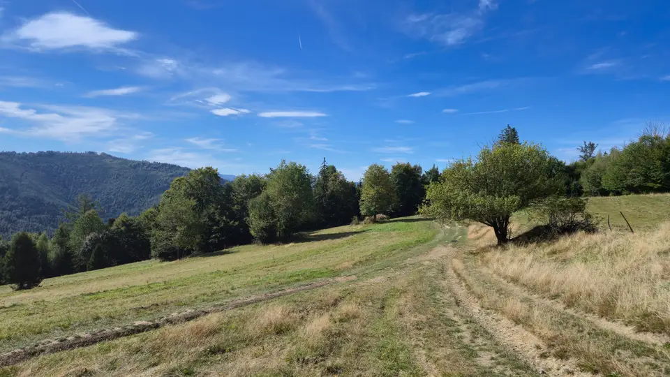 Dirt Track Along the High Meadow