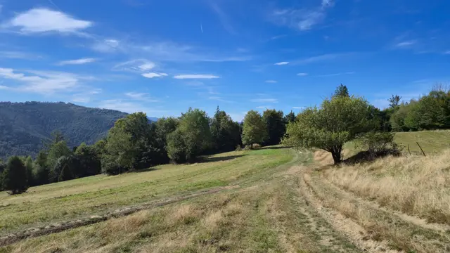 Dirt Track Along the High Meadow