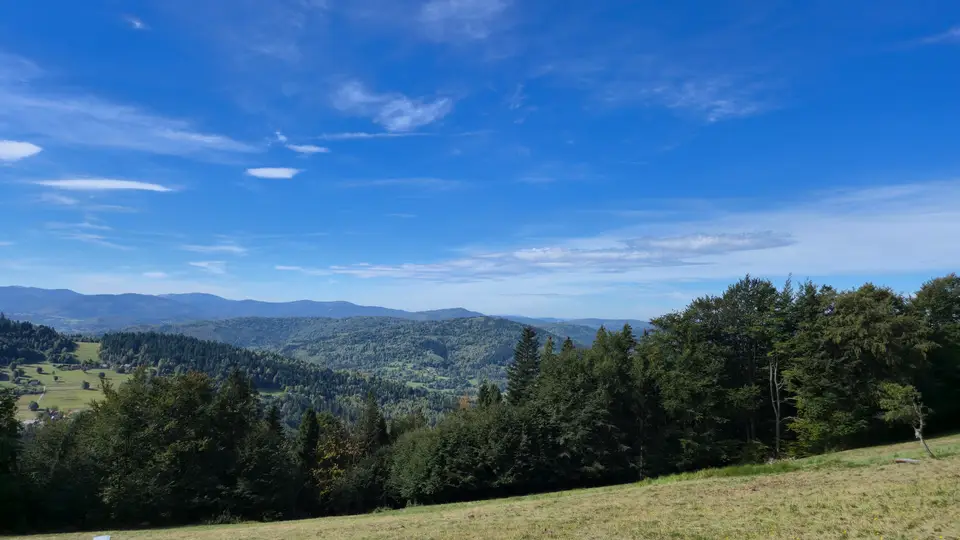 Forest Belt Over the Folded Valley