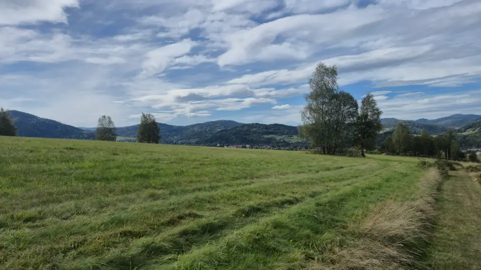 Green Field and Lone Birch