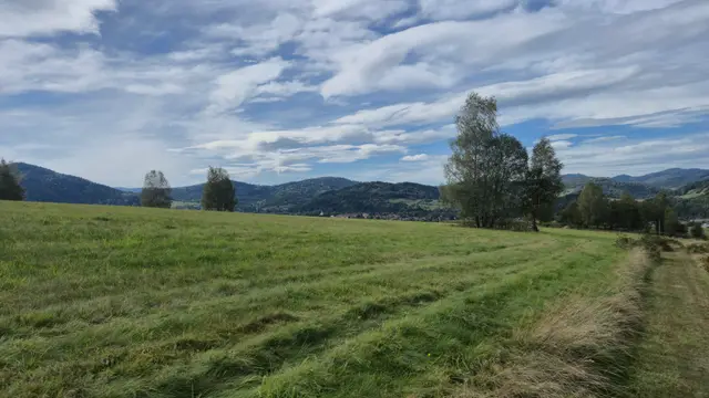 Green Field and Lone Birch