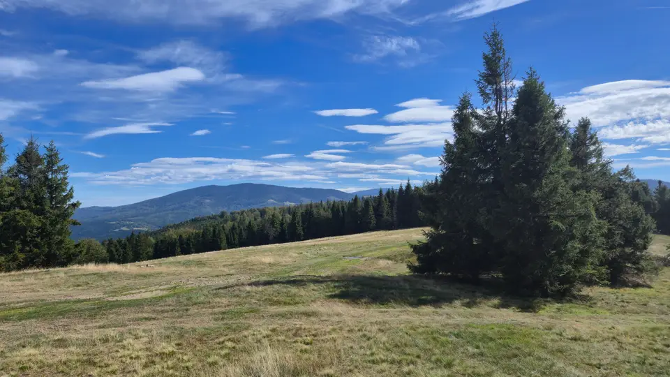 Lone Spruce Over the High Pasture