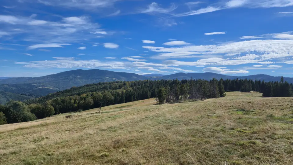 Meadow Shelf and Lone Spruce