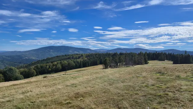 Meadow Shelf and Lone Spruce