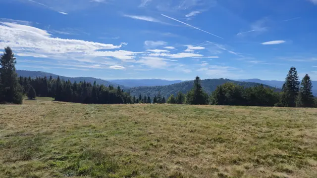 Spruce Line Across the Open Hala