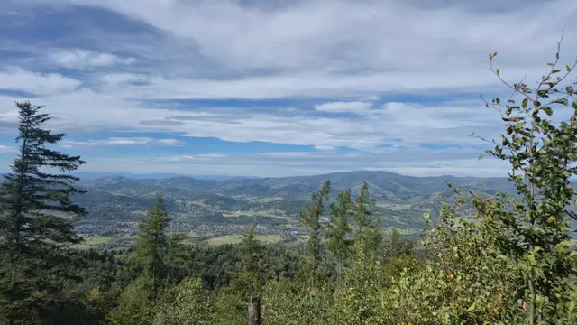 Spruce Screen to the Folded Hills