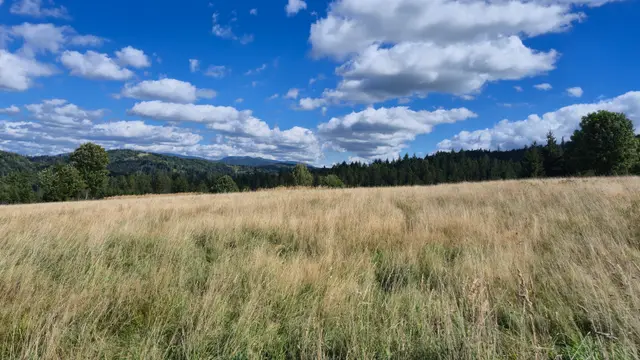 Golden Meadow to the Spruce Line