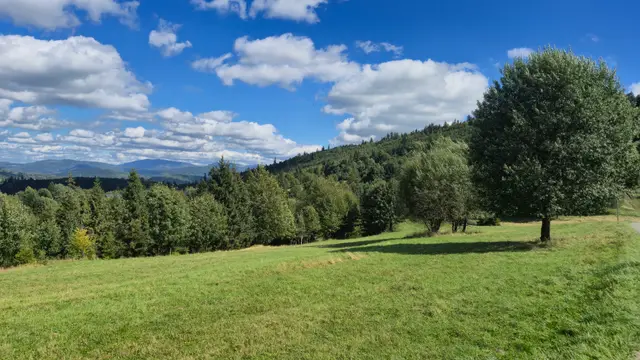 Lone Tree on the Meadow Shelf