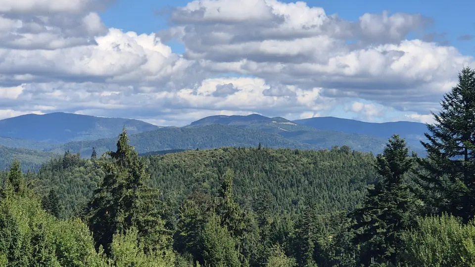 Spruce Tops Over Rolling Ridges