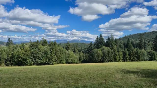 Spruce Wall Under Cloud Streets