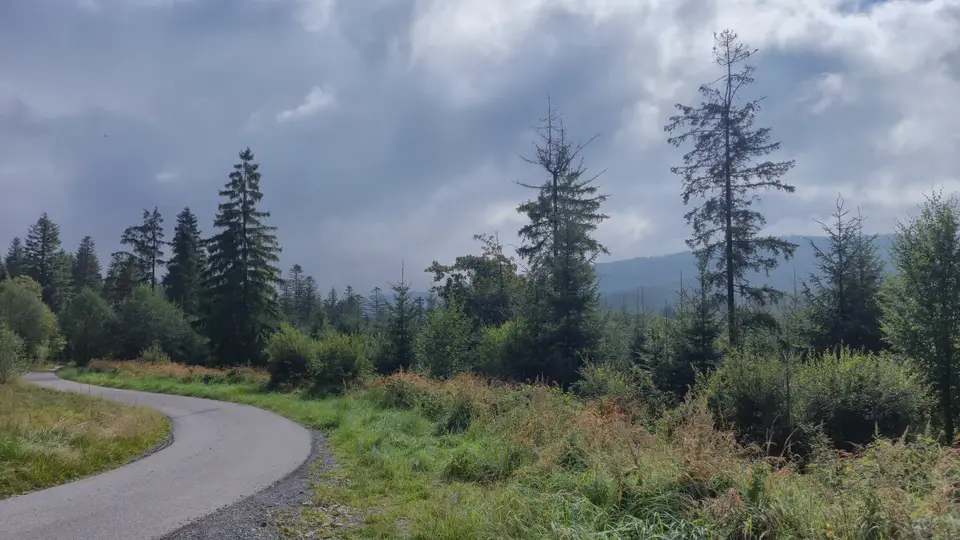 Asphalt Bend into the Spruce Belt