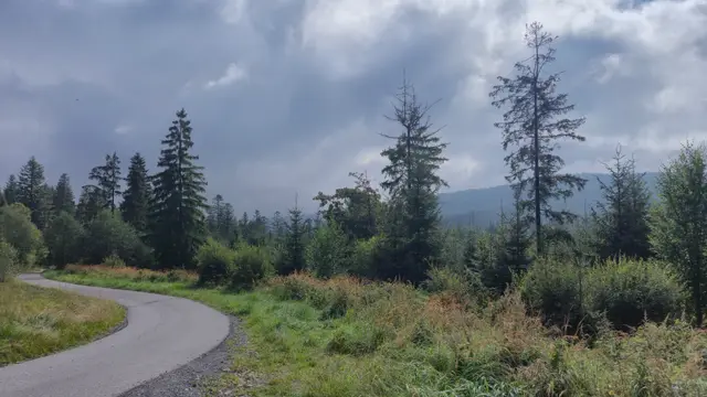 Asphalt Bend into the Spruce Belt