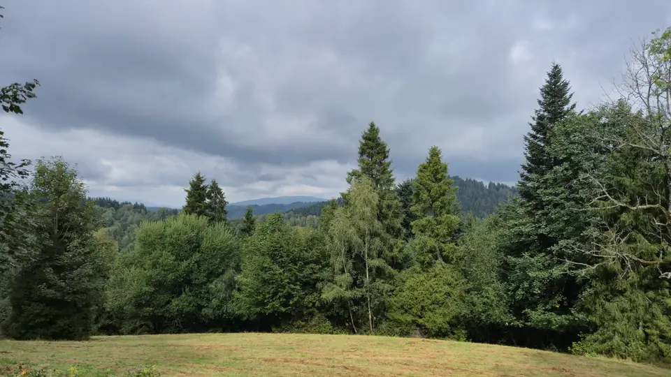 Meadow Edge Under Dark Cloud