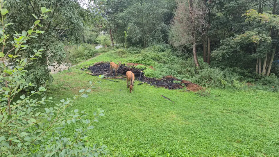 Two Deer by the Burnt Clearing