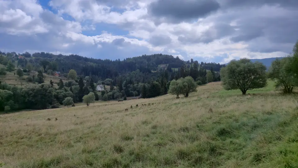 Wild Grass to the Village Forest
