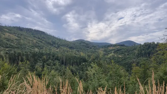 Golden Grass Over Forested Folds