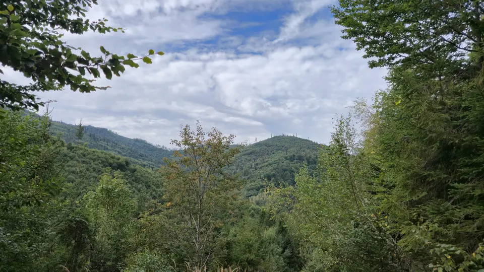 Leaf Window Over the Valley Masts