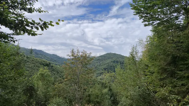 Leaf Window Over the Valley Masts