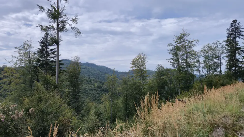 Spruce Gap to the Viaduct