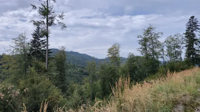Spruce Gap to the Viaduct