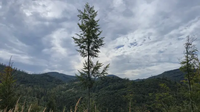 Tall Tree and Distant Viaduct