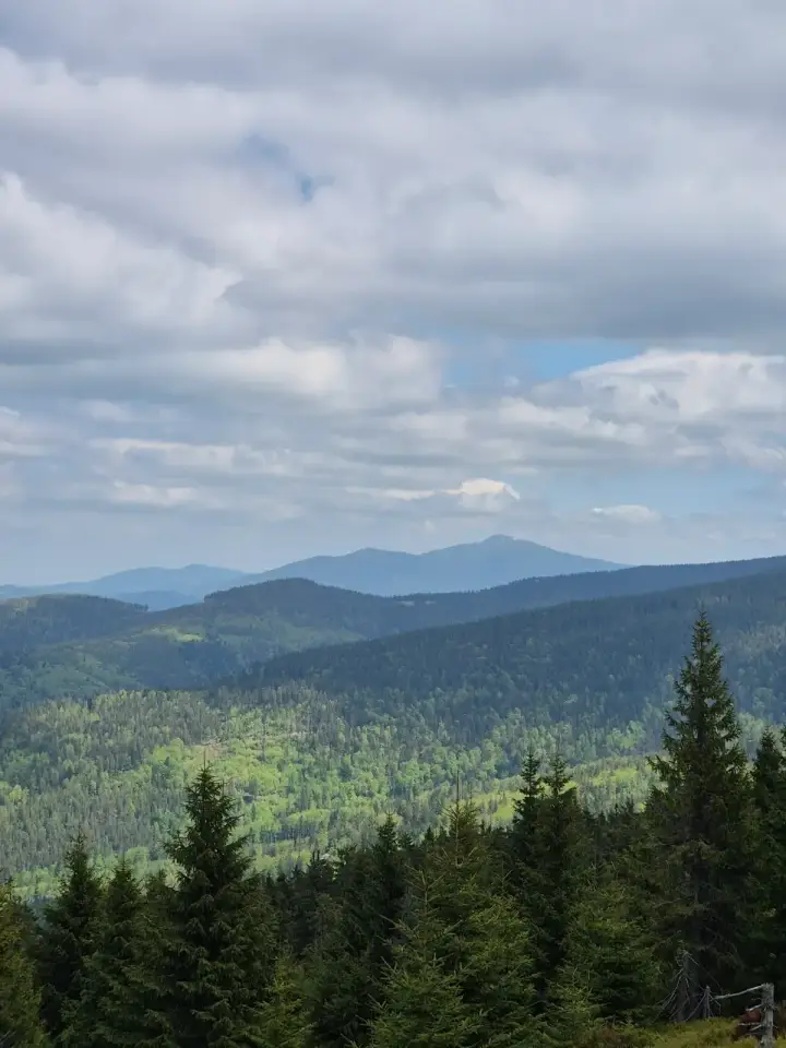 Edge of the Meadow
