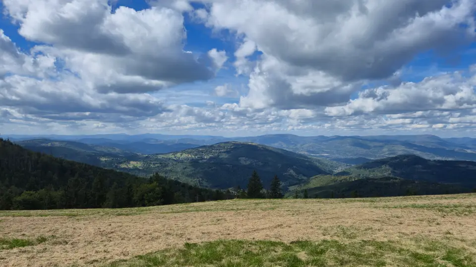 Hay Slope Over the Forest Sea