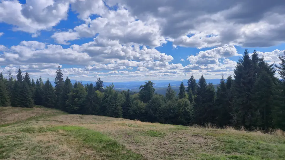 Meadow Belt Above the Tree Wall