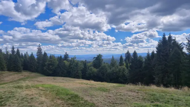 Meadow Belt Above the Tree Wall