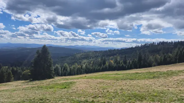 Meadow Slope into the Spruce Sea