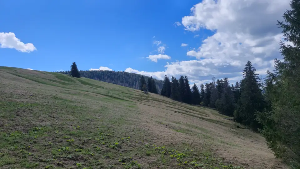 Meadow Tracks to the Spruce Belt