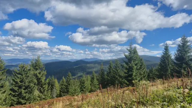 Seedheads Above the Spruce Line