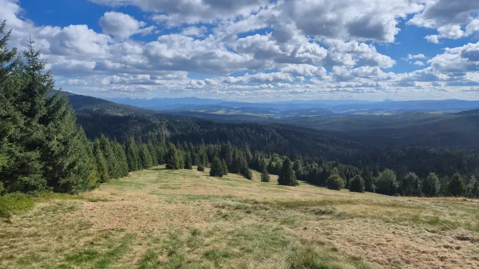 Small Pines Above the Deep Valley