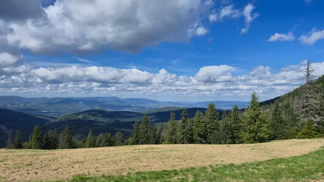 Snag Above the Clouded Valley