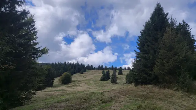 Spruce Gate to the Hala Clearing