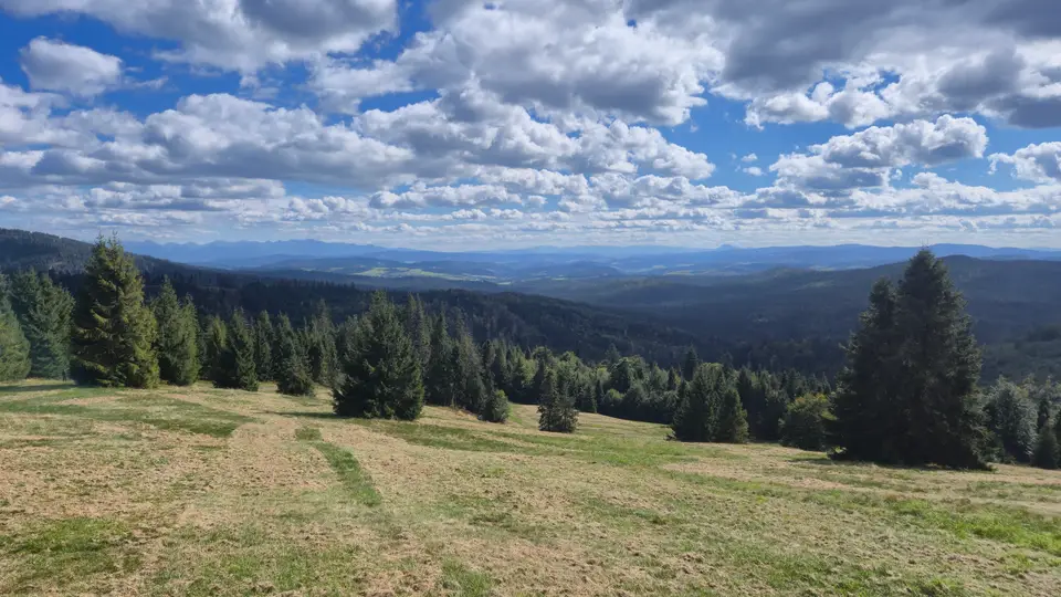 Spruce Scatter to Jagged Skyline
