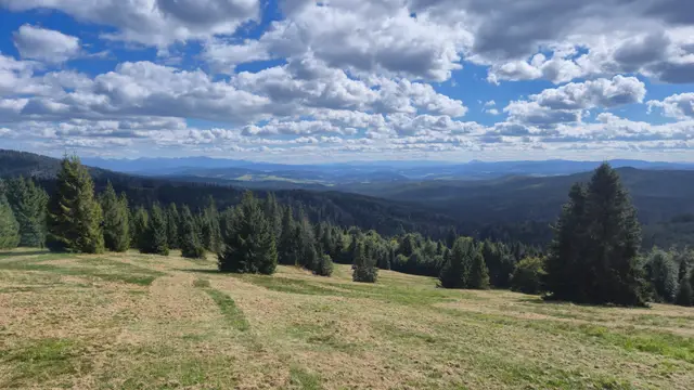 Spruce Scatter to Jagged Skyline