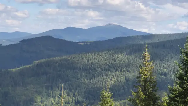 Spruce Tops to the Distant Hala