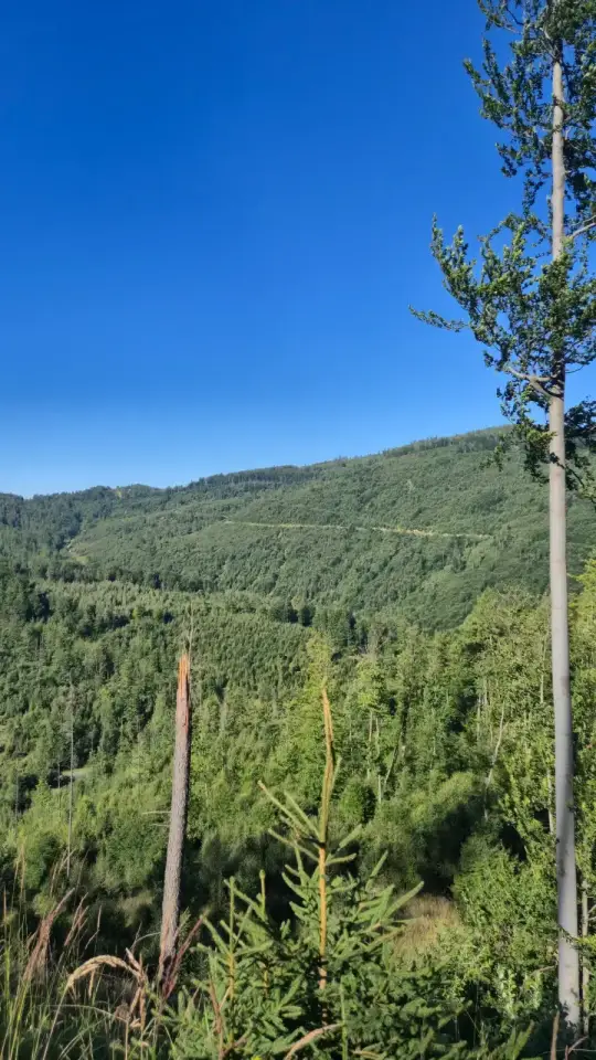 Dense Mixed Forest Slope
