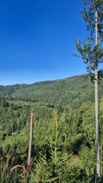 Dense Mixed Forest Slope