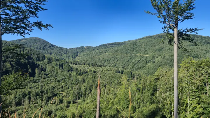 Framed Forest Folds