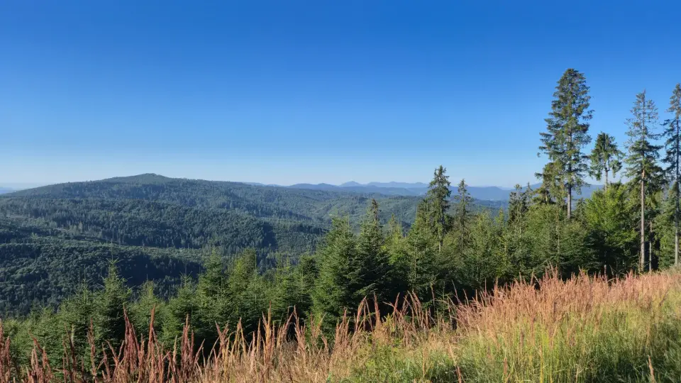 Golden Grass and Spruce