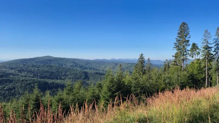 Golden Grass and Spruce