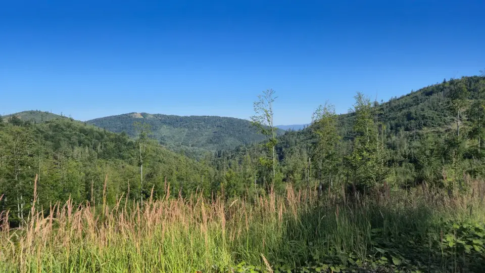 Golden Seedheads and Valley